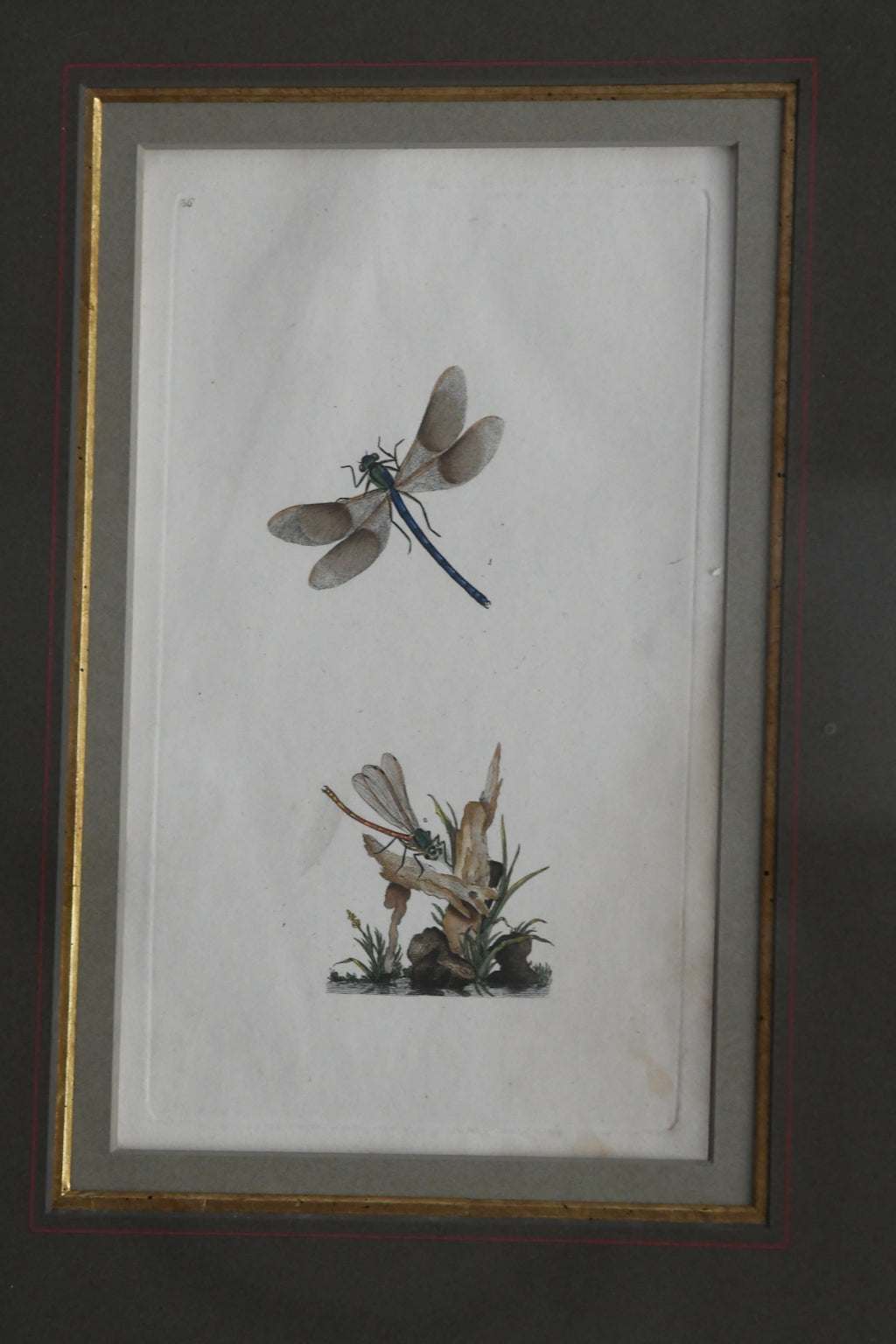 Antique Hand-Colored Dragonfly Engraving, Edward Donovan Plate 36, Framed Natural History Art