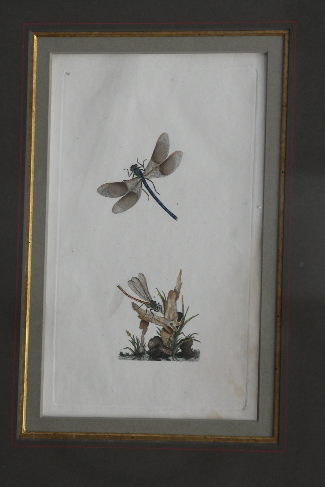 Antique Hand-Colored Dragonfly Engraving, Edward Donovan Plate 36, Framed Natural History Art