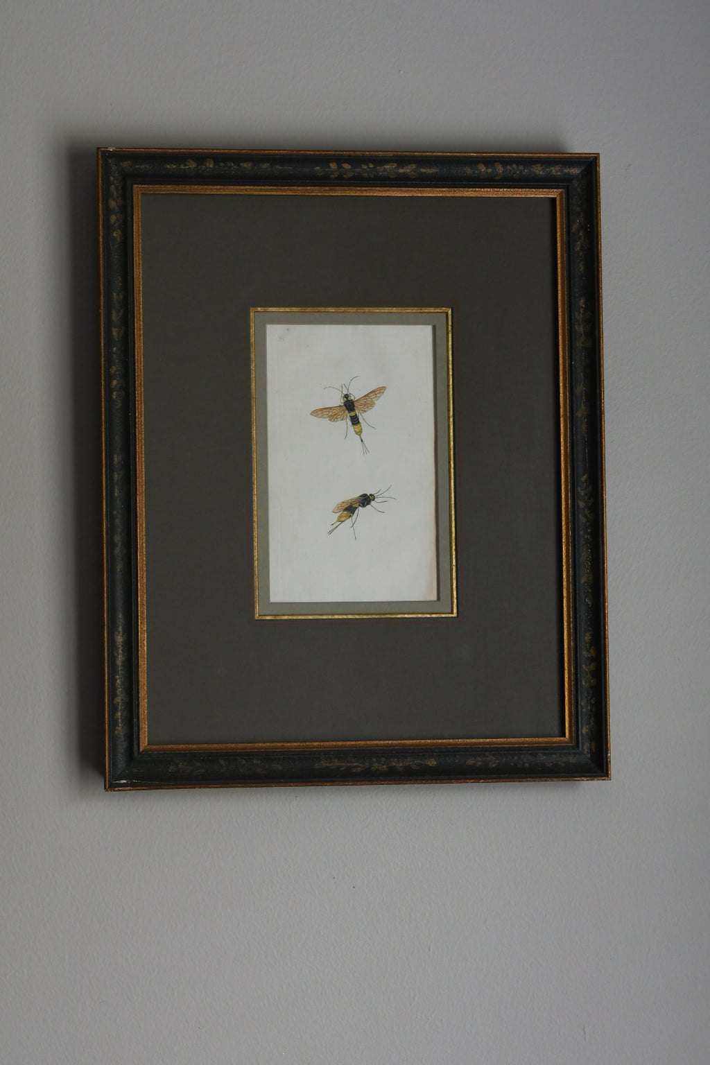 Antique Hand-Colored Insect Engraving, Edward Donovan Plate 197, Framed Natural History Art