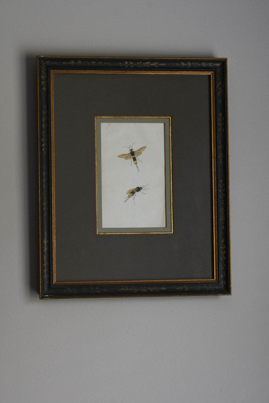 Antique Hand-Colored Insect Engraving, Edward Donovan Plate 197, Framed Natural History Art