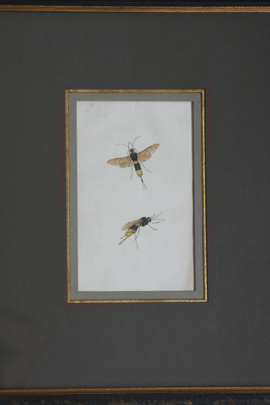 Antique Hand-Colored Insect Engraving, Edward Donovan Plate 197, Framed Natural History Art