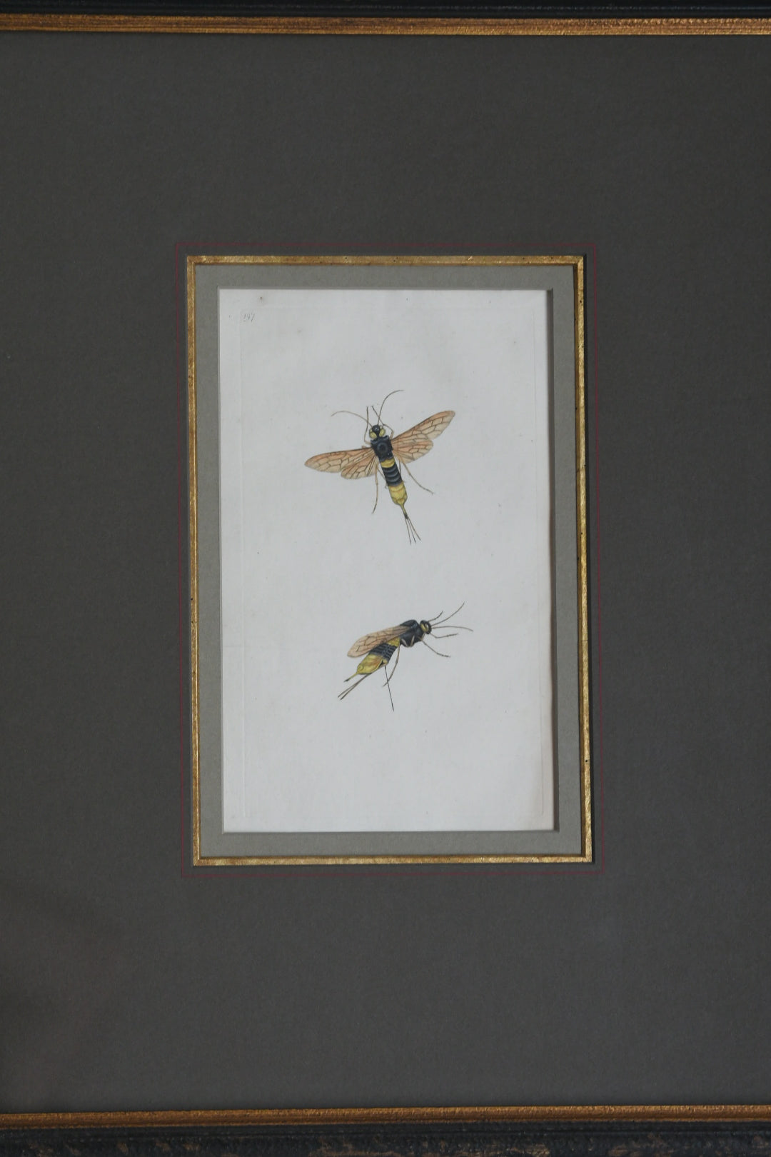 Antique Hand-Colored Insect Engraving, Edward Donovan Plate 197, Framed Natural History Art