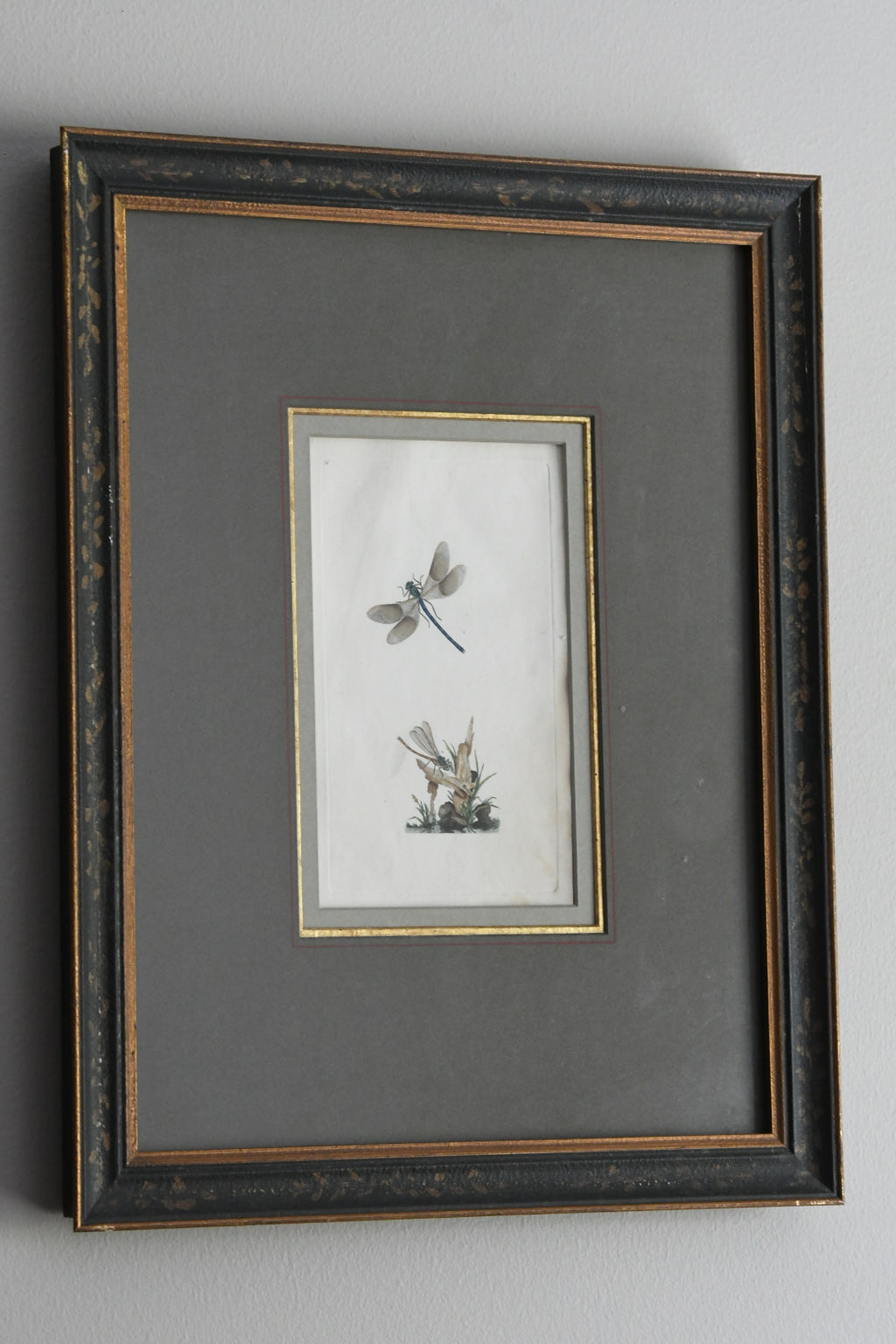 Antique Hand-Colored Dragonfly Engraving, Edward Donovan Plate 36, Framed Natural History Art