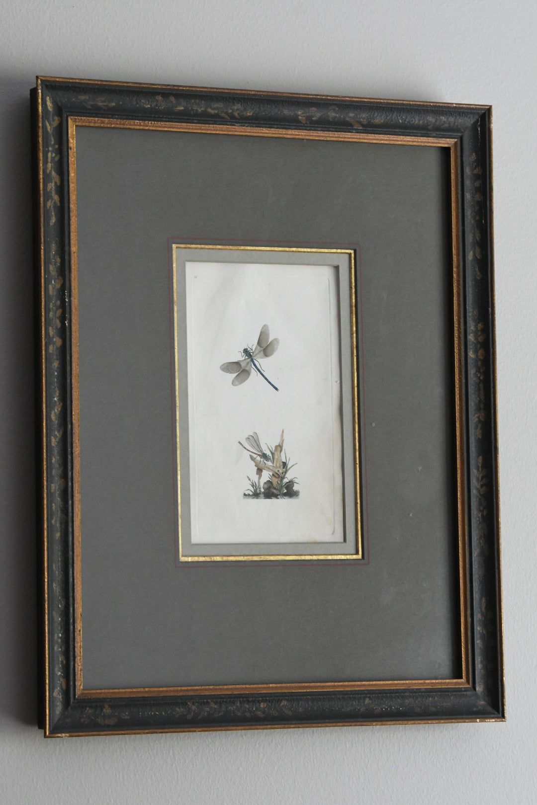 Antique Hand-Colored Dragonfly Engraving, Edward Donovan Plate 36, Framed Natural History Art