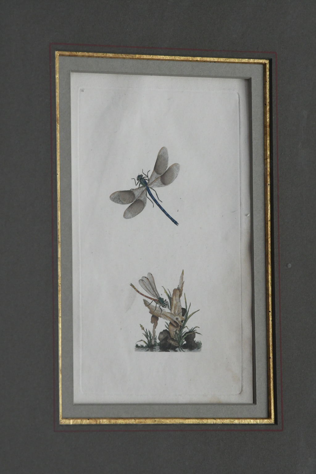 Antique Hand-Colored Dragonfly Engraving, Edward Donovan Plate 36, Framed Natural History Art