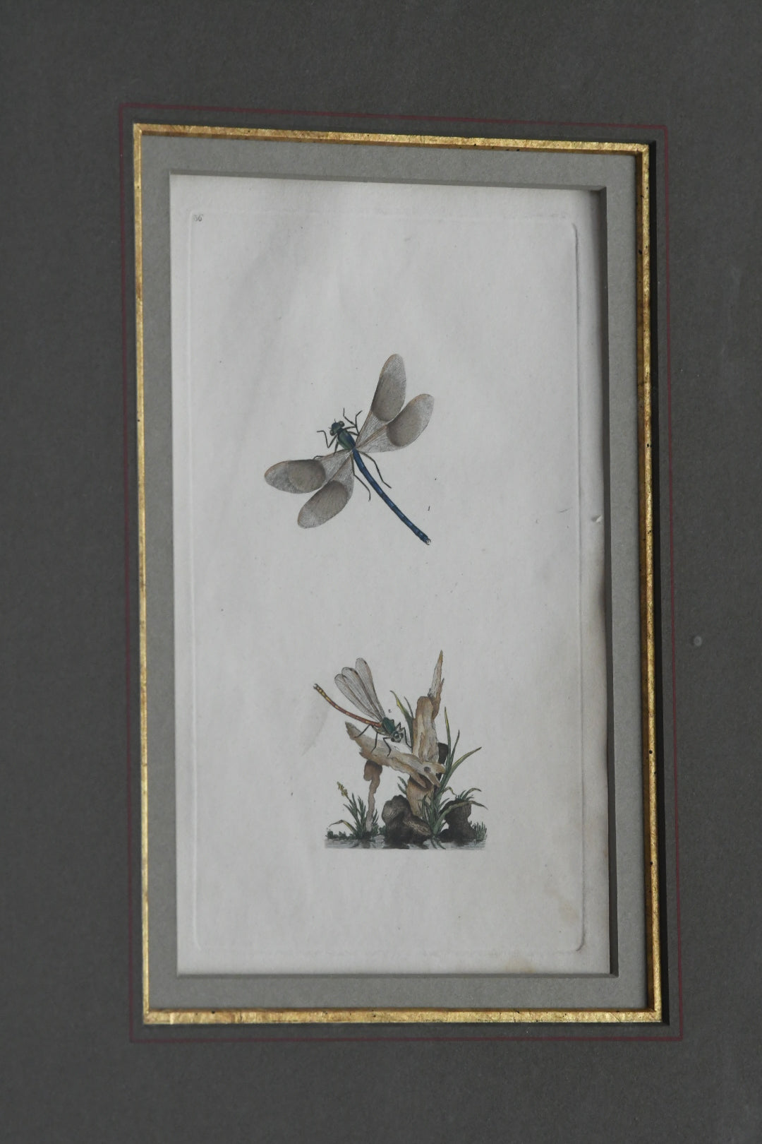 Antique Hand-Colored Dragonfly Engraving, Edward Donovan Plate 36, Framed Natural History Art