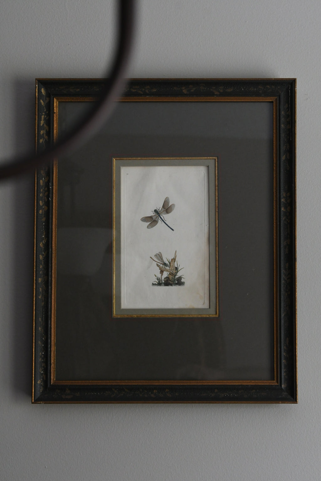 Antique Hand-Colored Dragonfly Engraving, Edward Donovan Plate 36, Framed Natural History Art