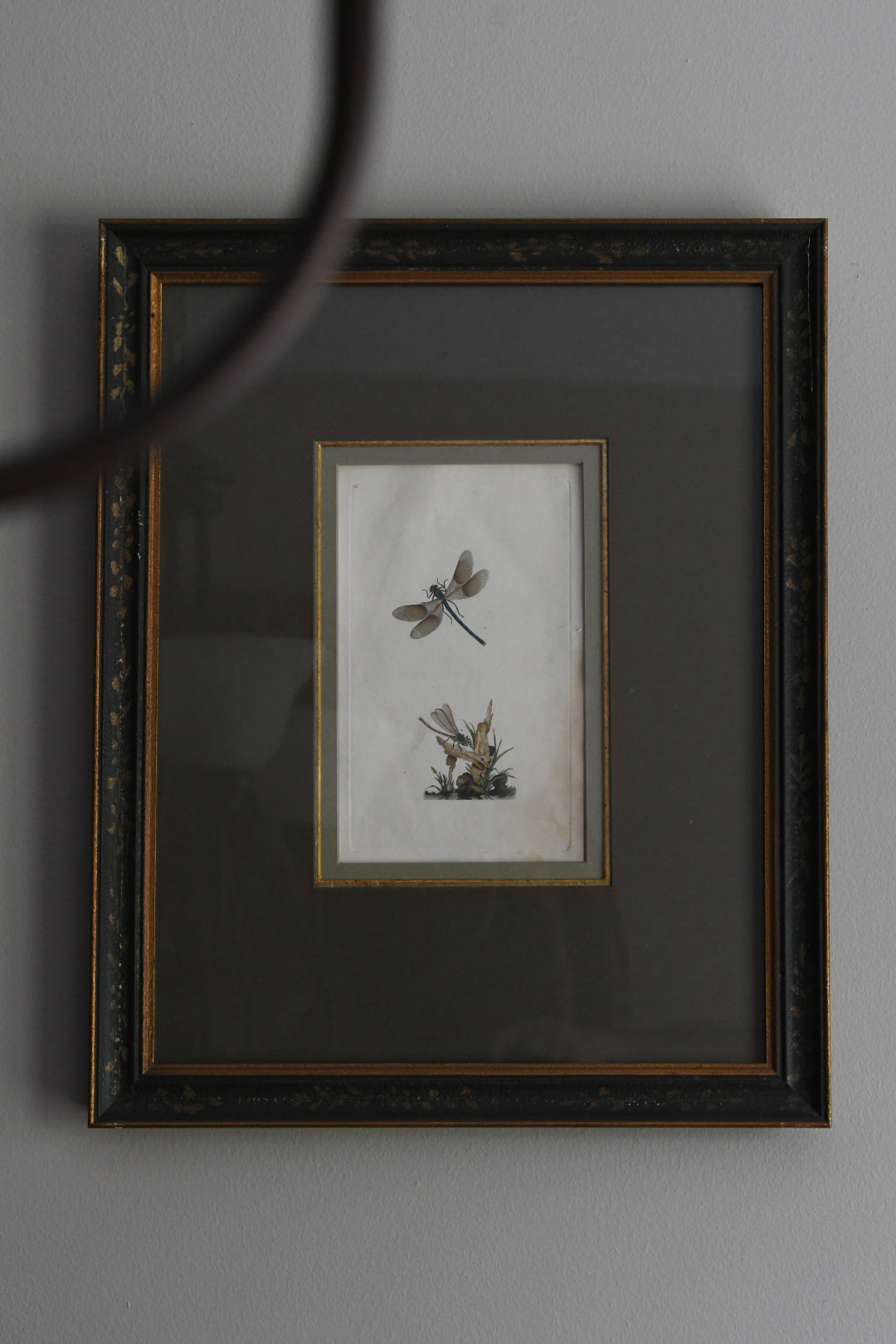 Antique Hand-Colored Dragonfly Engraving, Edward Donovan Plate 36, Framed Natural History Art