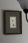 Antique Hand-Colored Dragonfly Engraving, Edward Donovan Plate 36, Framed Natural History Art