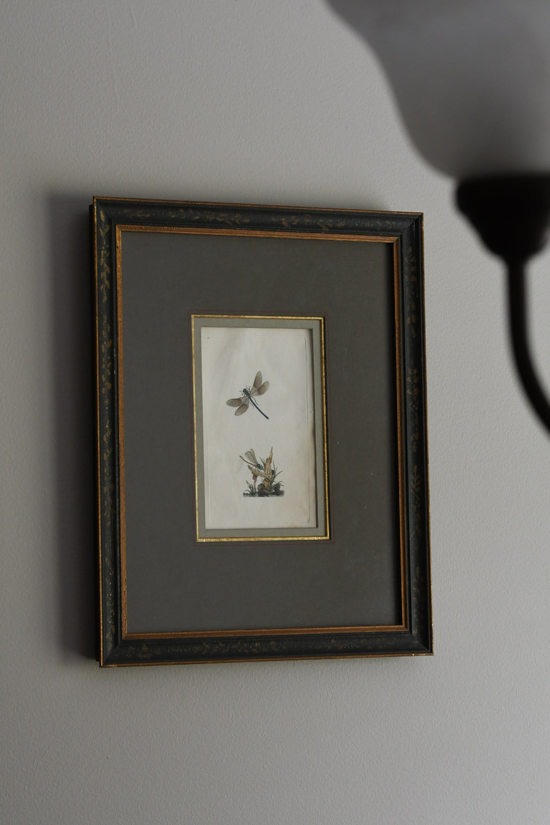 Antique Hand-Colored Dragonfly Engraving, Edward Donovan Plate 36, Framed Natural History Art