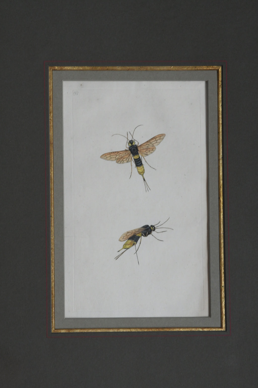 Antique Hand-Colored Insect Engraving, Edward Donovan Plate 197, Framed Natural History Art