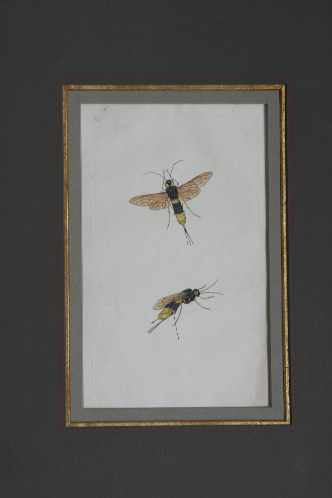 Antique Hand-Colored Insect Engraving, Edward Donovan Plate 197, Framed Natural History Art