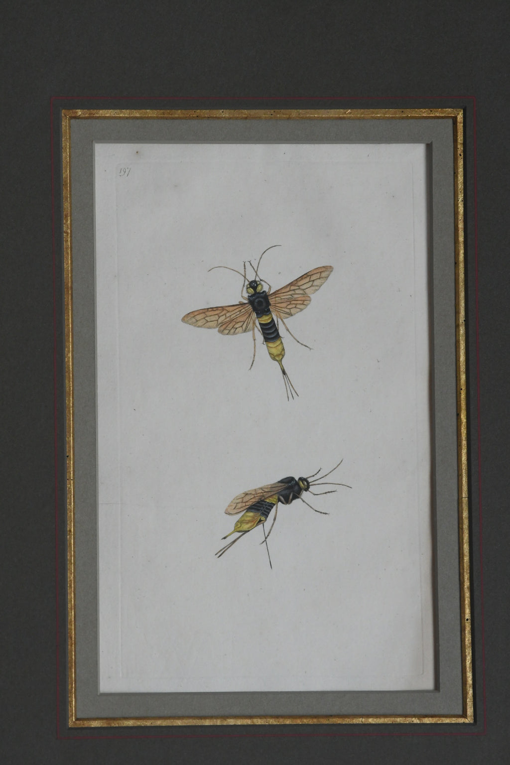 Antique Hand-Colored Insect Engraving, Edward Donovan Plate 197, Framed Natural History Art