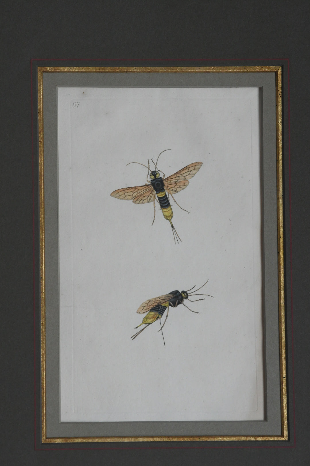 Antique Hand-Colored Insect Engraving, Edward Donovan Plate 197, Framed Natural History Art